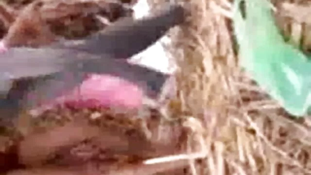 लैटिन सेक्सी फुल फिल्म एचडी समलैंगिक फर्डिनन और मिगुएल कंडोम
