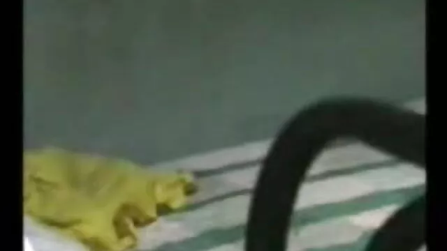 गधा झाइयां पड़ गया सेक्सी मूवी वीडियो फुल एचडी रेड इंडियन किशोर क्लियो गड़बड़
